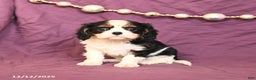Cavalier King Charles Spaniel dogs for sale: Lilac - Ad 2