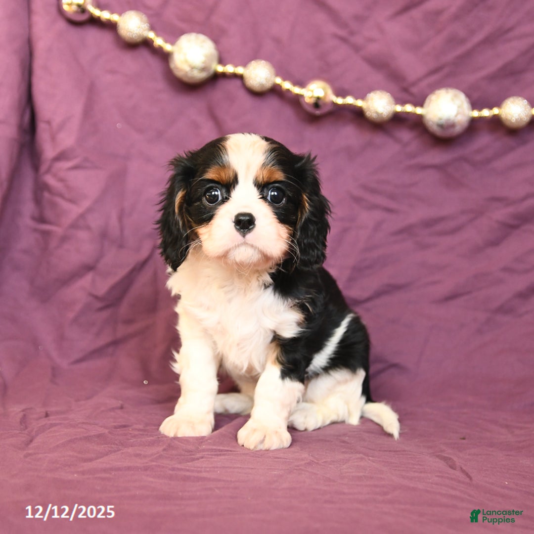 Cavalier King Charles Spaniel dogs for sale: Lilac - Ad 2