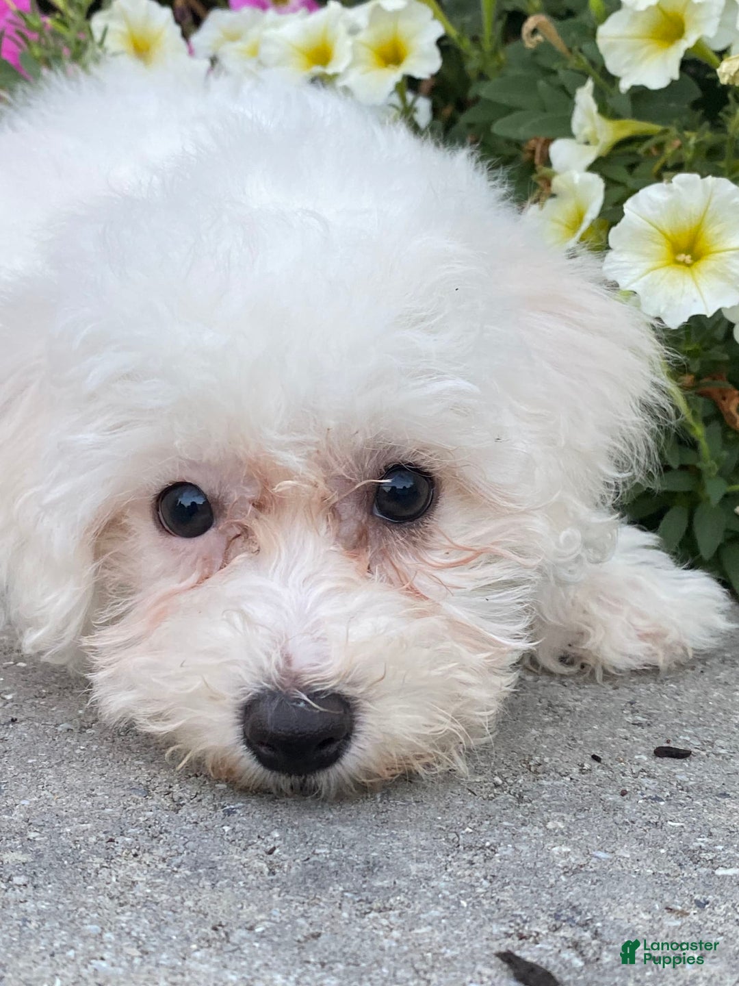 Bichon Frise dogs for sale: Bailey - Ad 5