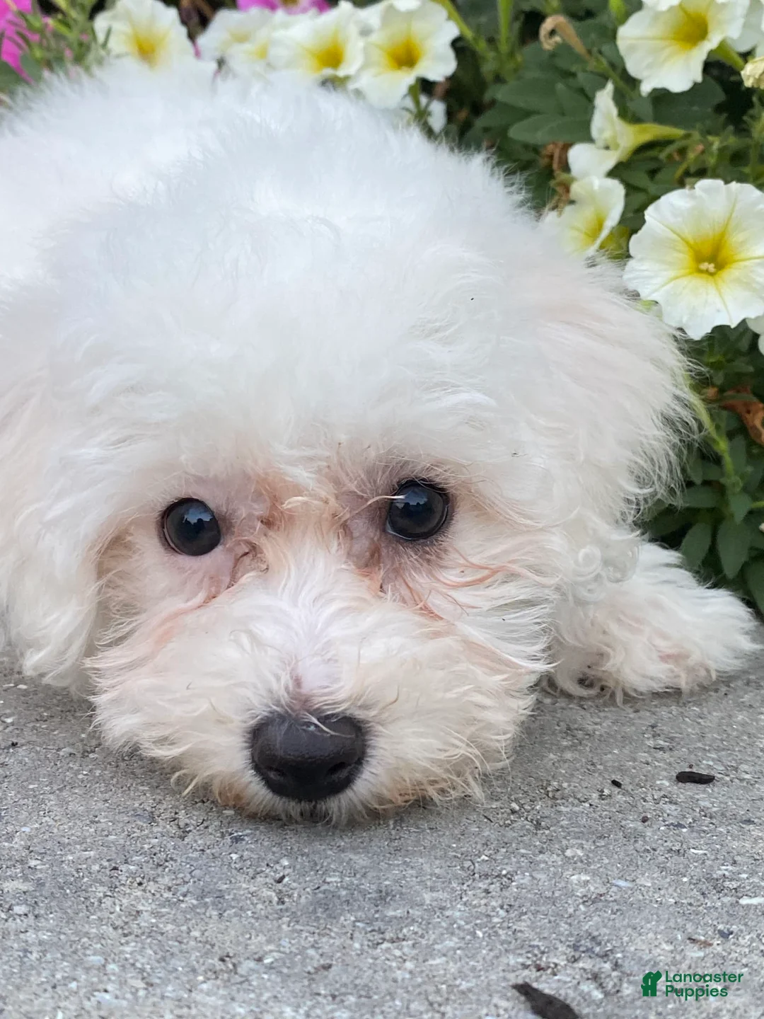 Bichon Frise dogs for sale: Bailey - Ad 5