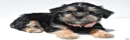 Shorkie dogs for sale: Piper - Ad 6