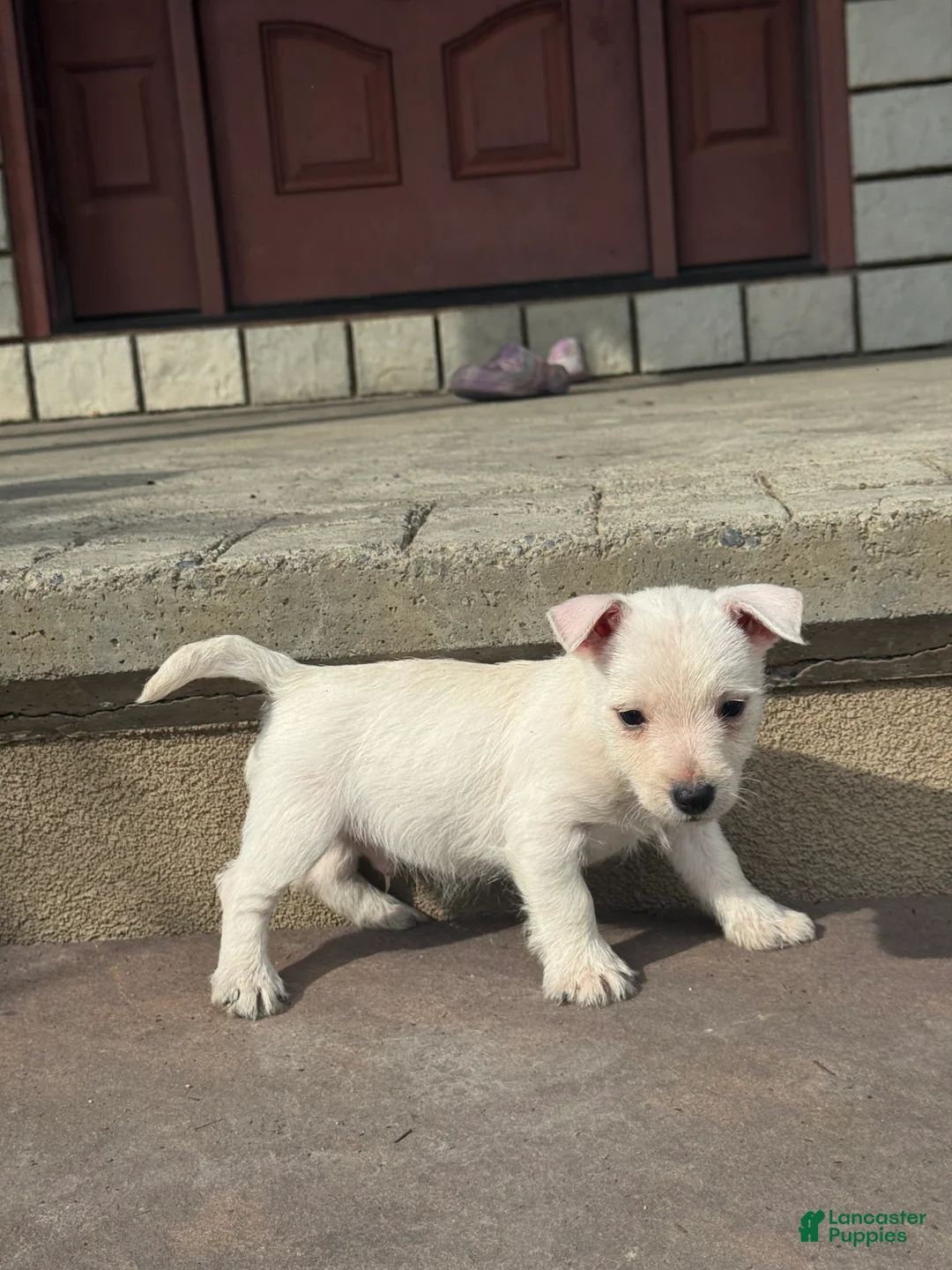 West Highland Terrier dogs for sale: Wesley  - Ad 5