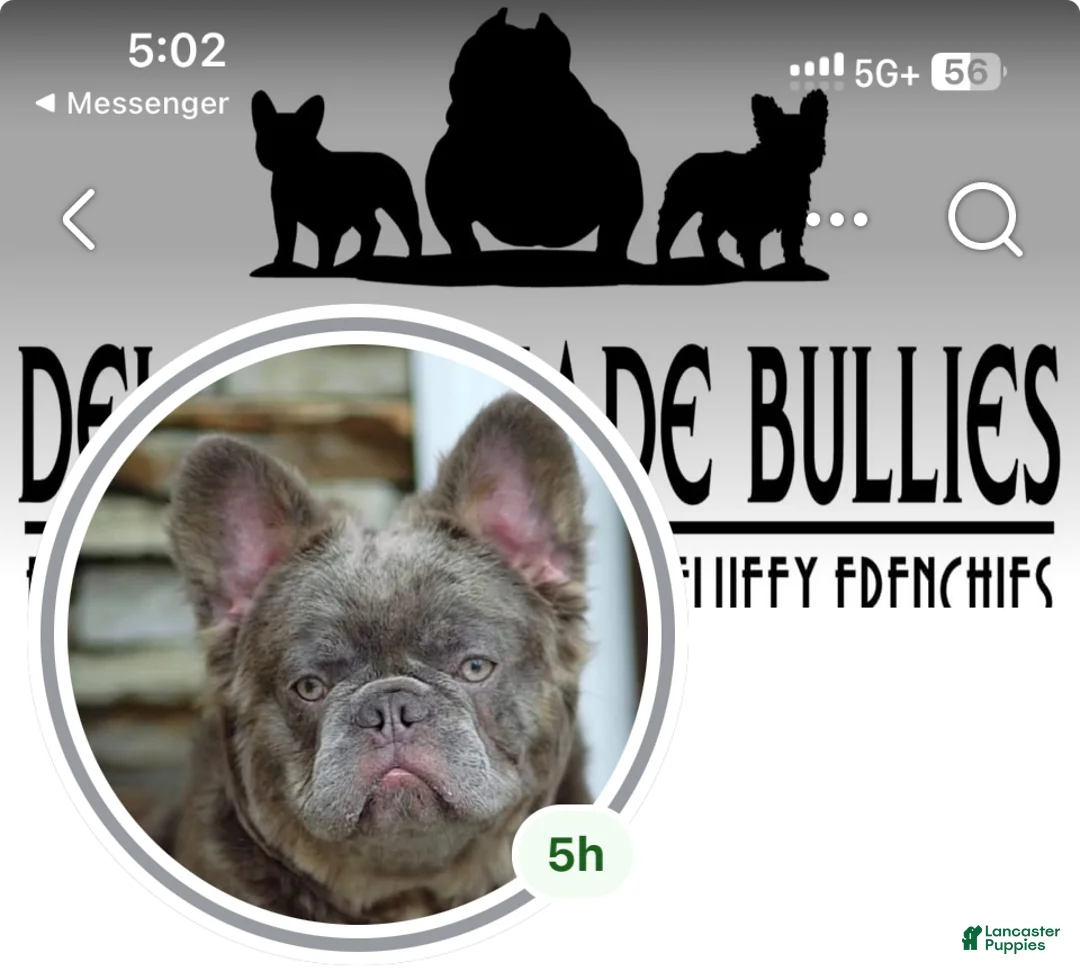 French Bulldog dogs for sale: French Bulldog Puppy 2 - Ad 3