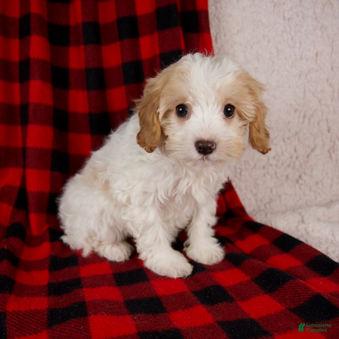 Cavapoo dogs for sale: Penny - Ad 7
