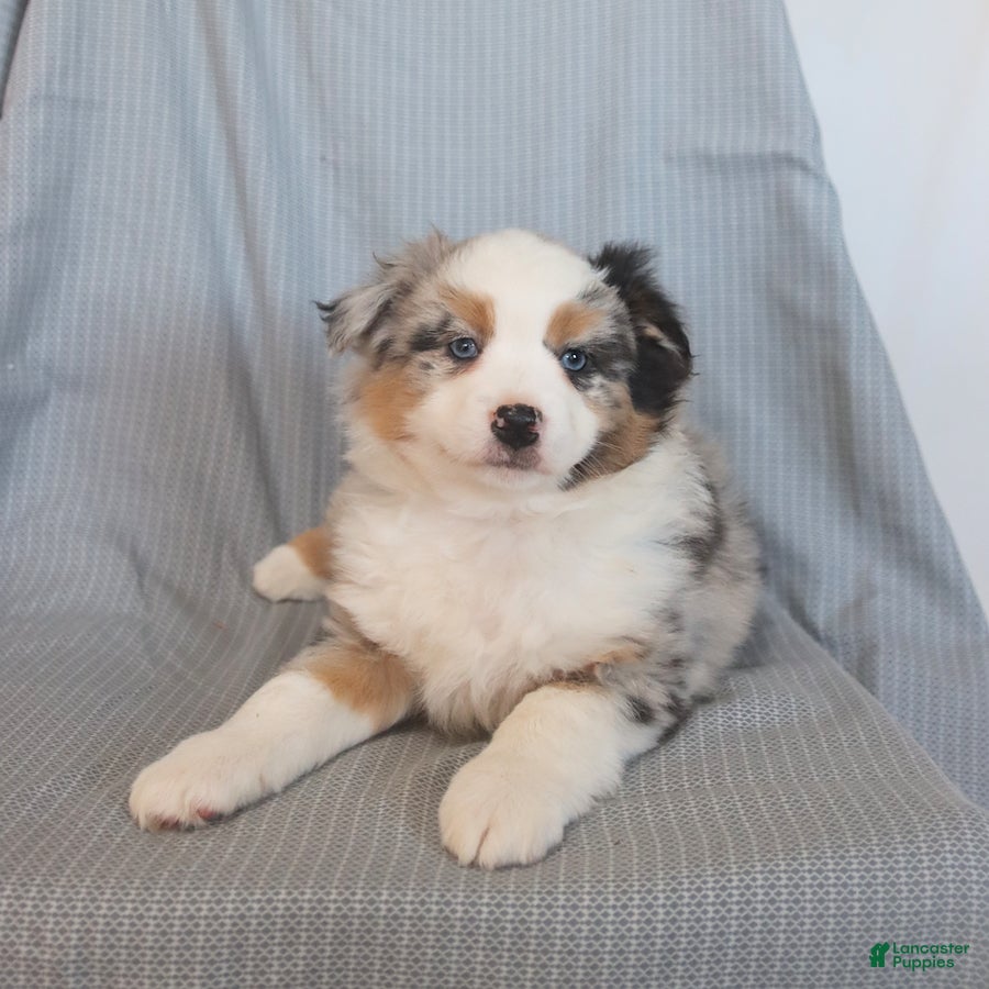 Miniature Australian Shepherd dogs Spice - Ad 1