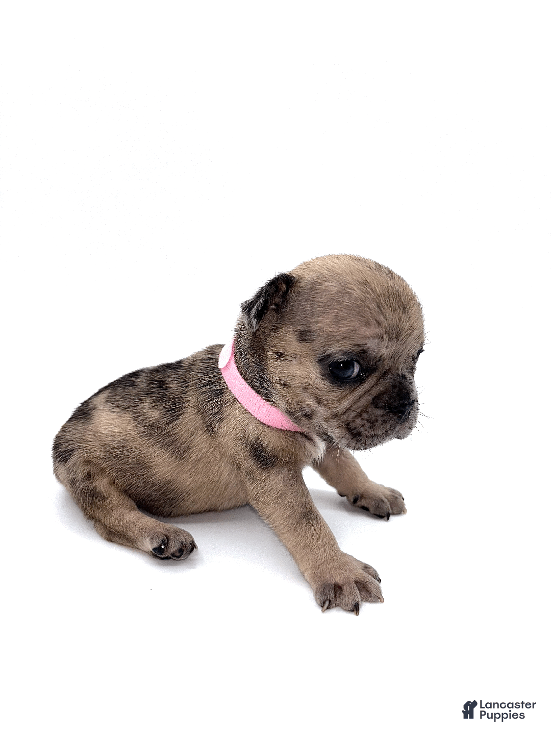 French Bulldog dogs for sale: French Bulldog Puppy 6 - Ad 3
