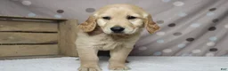 Golden Retriever dogs for sale: Pumpernickel  - Ad 9