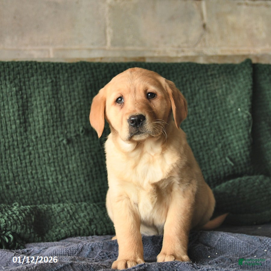 Goldador dogs Sunflower  - Ad 4