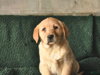 Goldador dogs Sunflower - Ad 4