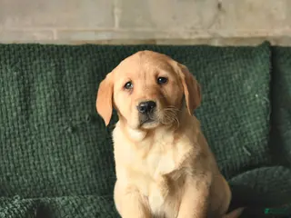 Goldador dogs Sunflower - Ad 2