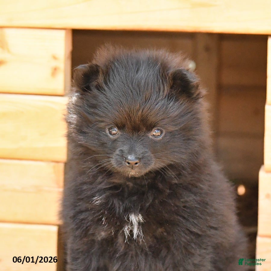 Pomeranian dogs for sale: McKenzie - Ad 3