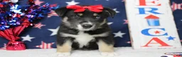 Mixed Breed dogs for sale: Dahlia  - Ad 1