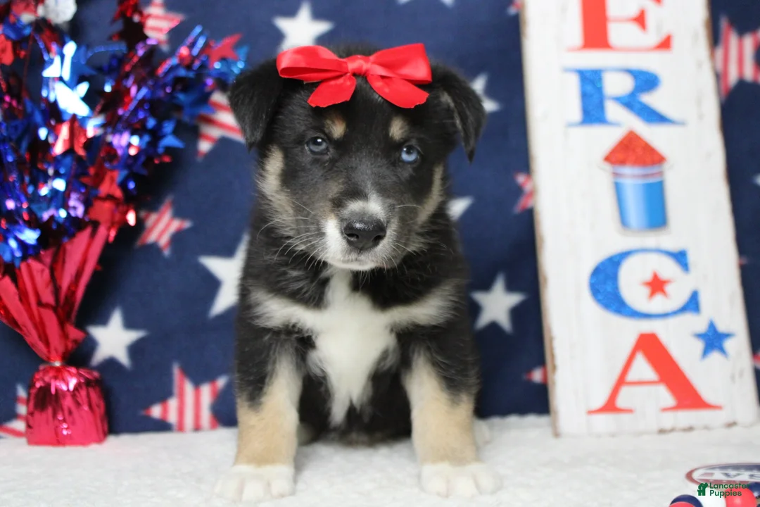 Mixed Breed dogs for sale: Dahlia  - Ad 1