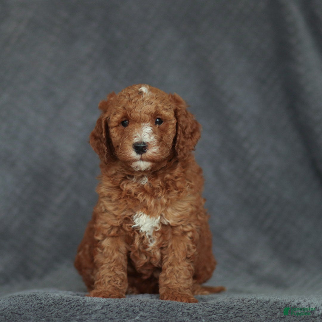 Mixed Breed dogs for sale: Randy - Ad 1