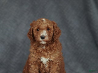 Mixed Breed dogs Randy - Ad 18