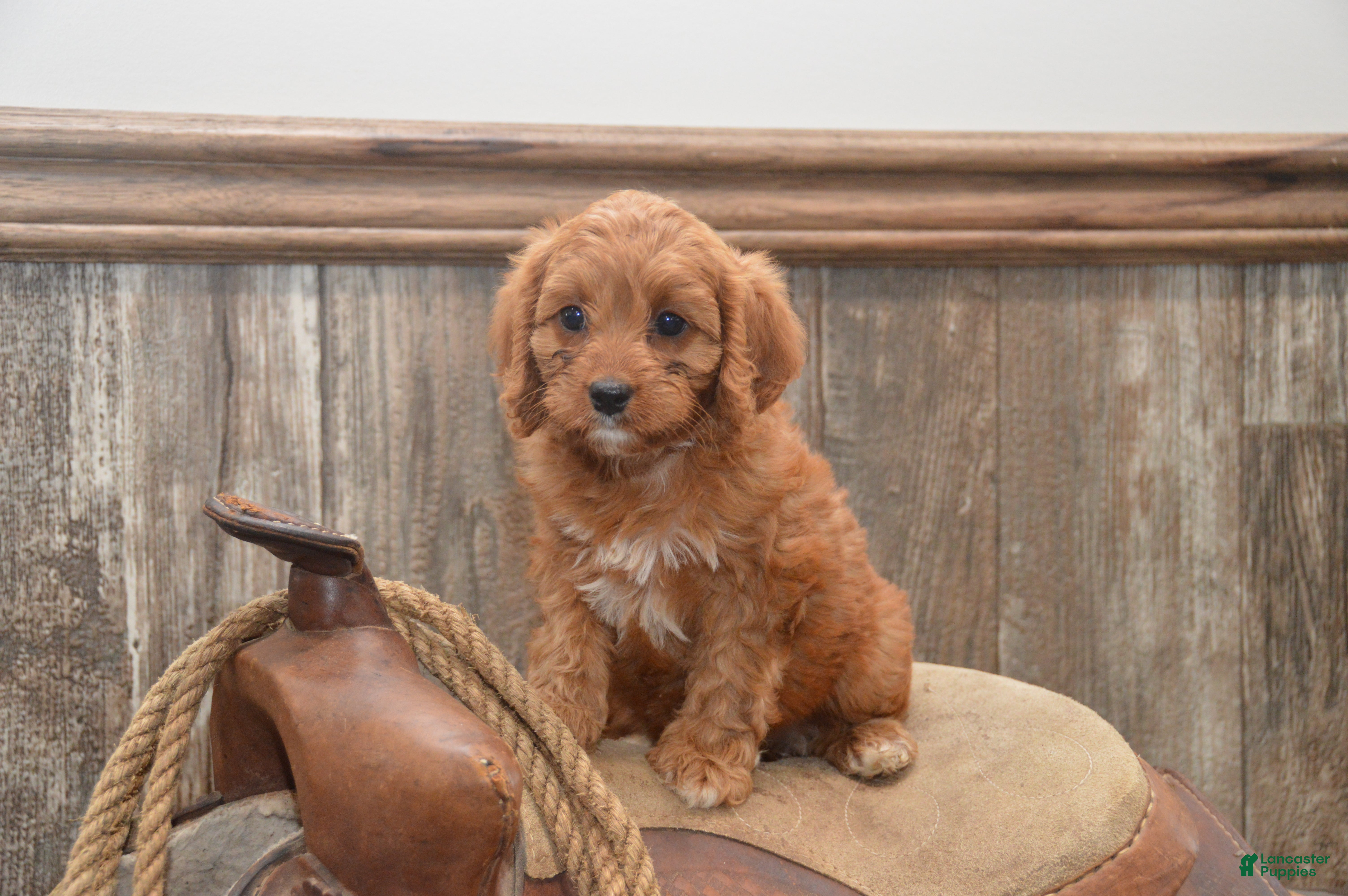 Cavapoo dogs Lassie - Ad 2