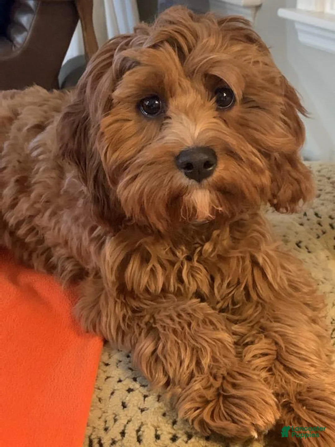 Gallery Image {{count}}