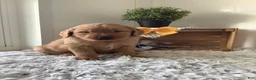 Golden Retriever dogs for sale: Golden Retriever -  Manny - Ad 3