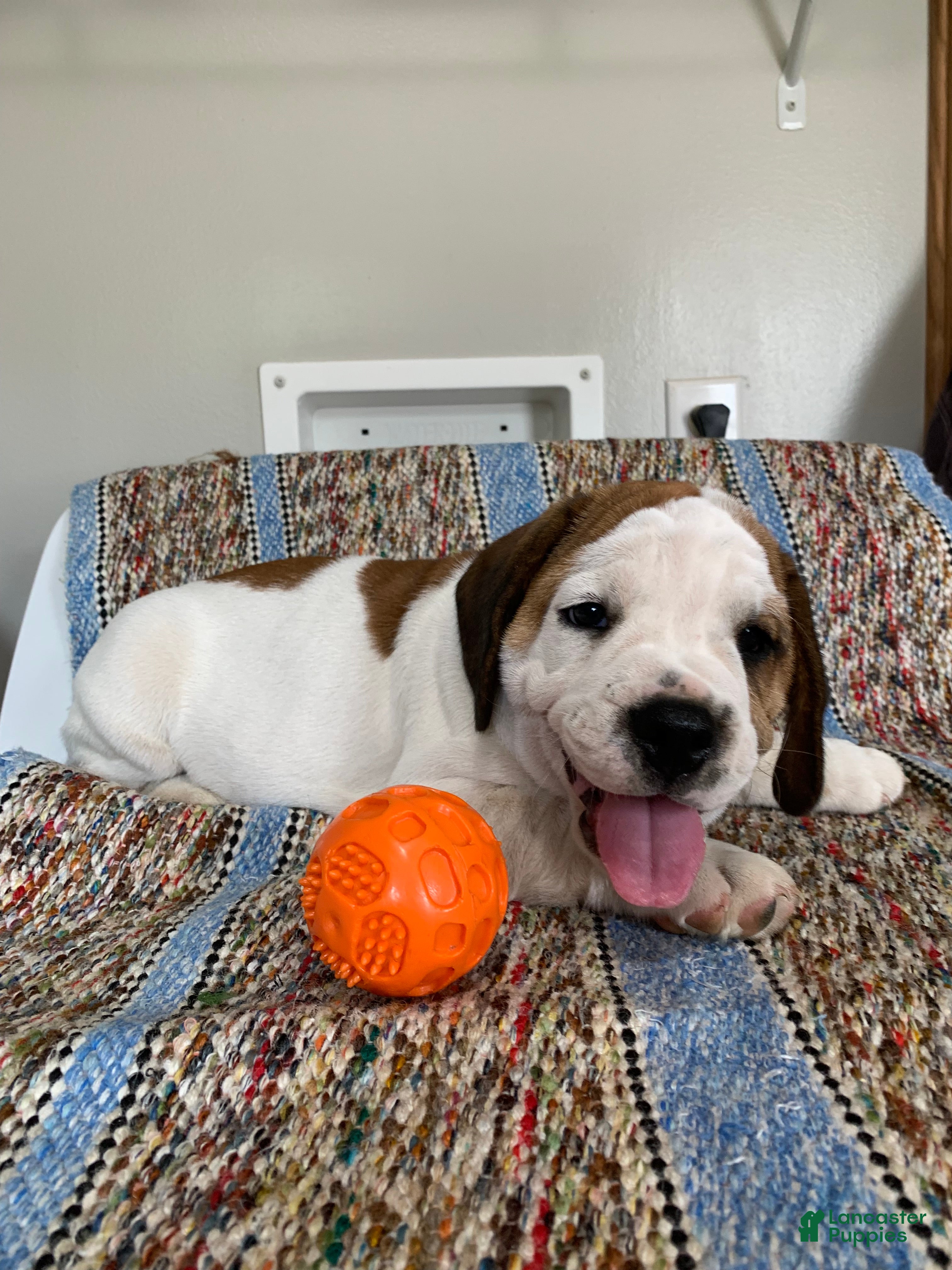 Beabull dogs for sale: Dillon - Ad 4