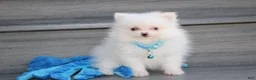 Pomeranian dogs for sale: Casper - Ad 1