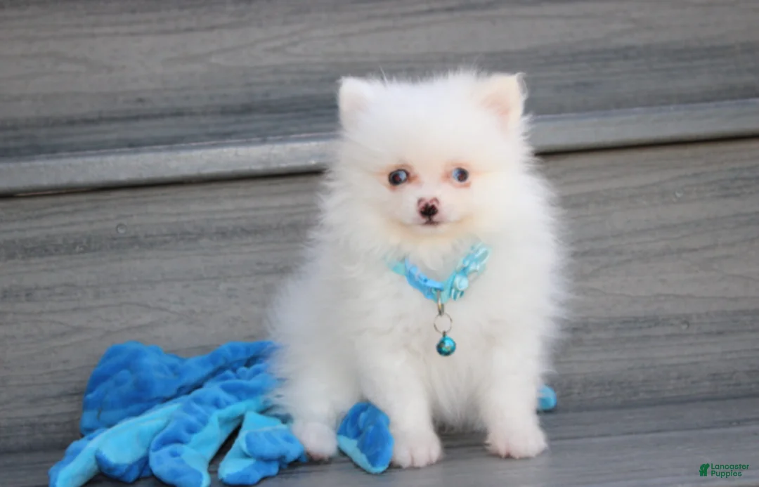 Pomeranian dogs for sale: Casper - Ad 1