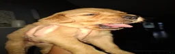 Golden Retriever dogs for sale: Golden Retriever 1 - Ad 3