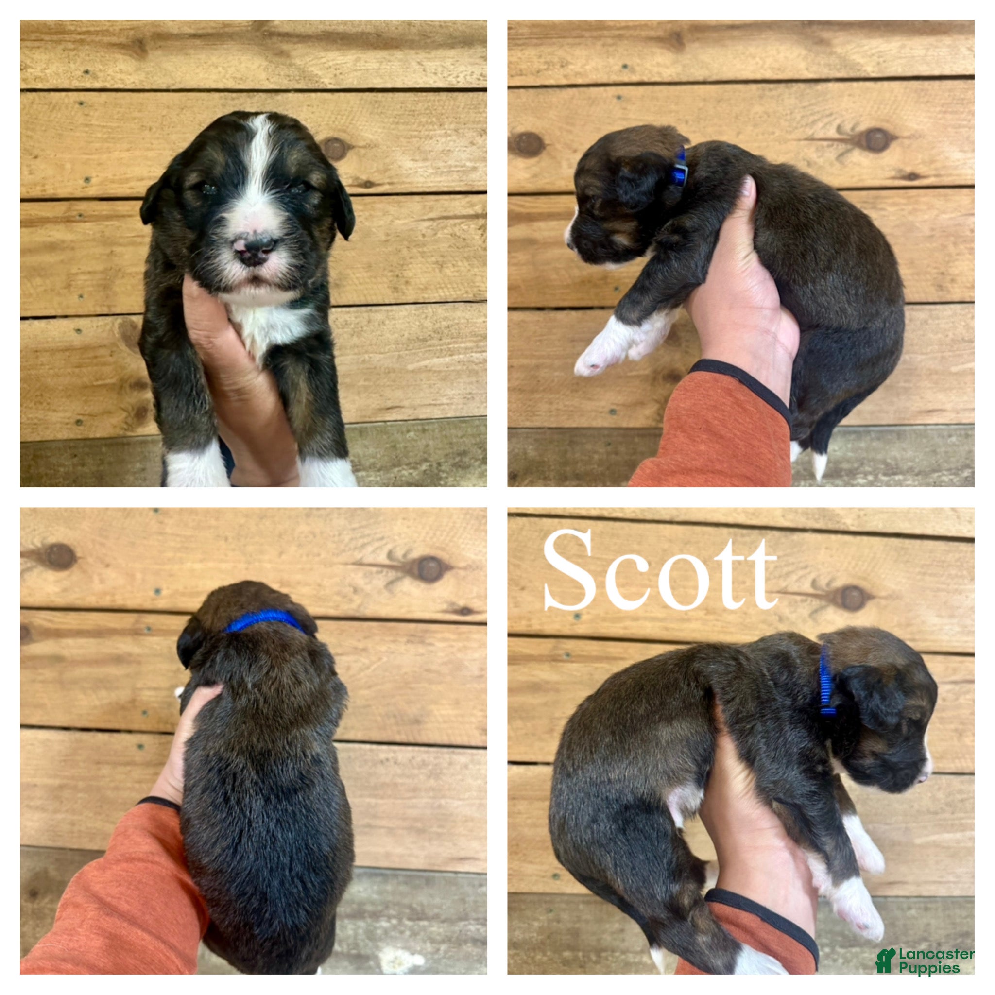 Bernedoodle dogs Scott- Standard F1 - Ad 36