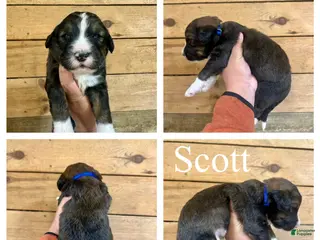 Bernedoodle dogs Scott- Standard F1 - Ad 36