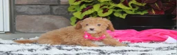 Bichpoo dogs for sale: Kalila  - Ad 4