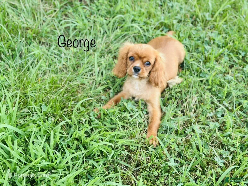 Cavalier King Charles Spaniel dogs for sale: George  - Ad 2