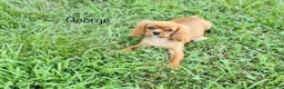 Cavalier King Charles Spaniel dogs for sale: George  - Ad 1