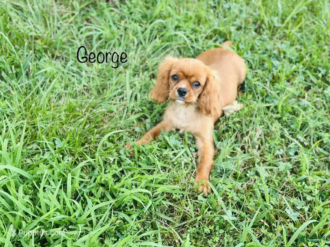 Cavalier King Charles Spaniel dogs for sale: George  - Ad 1