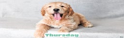 Goldendoodle dogs for sale: Thursday - Ad 6