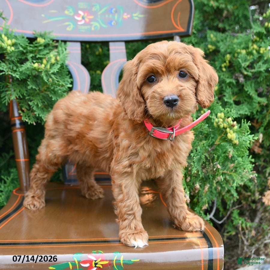 Cockapoo dogs Sienna - Ad 1