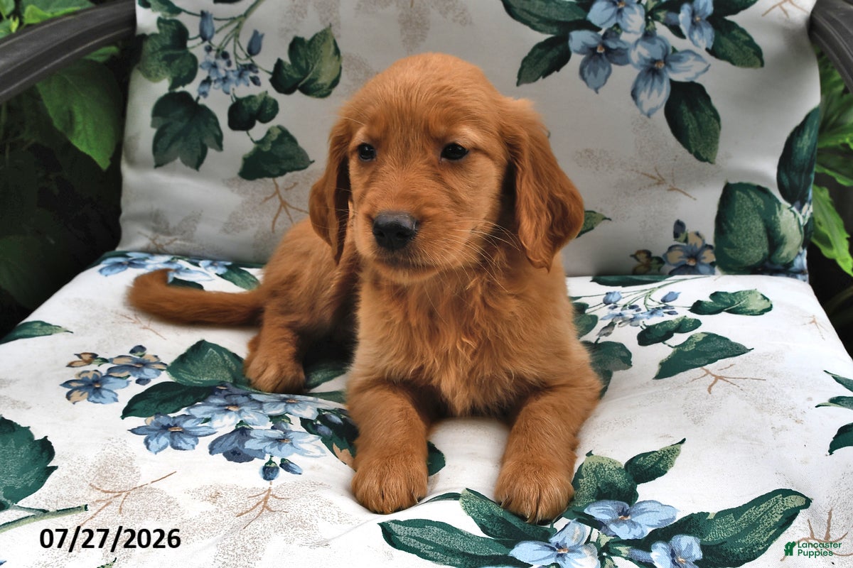 Golden Retriever dogs Jewel - Ad 2