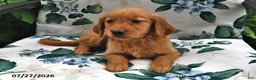 Golden Retriever dogs for sale: Jewel - Ad 2