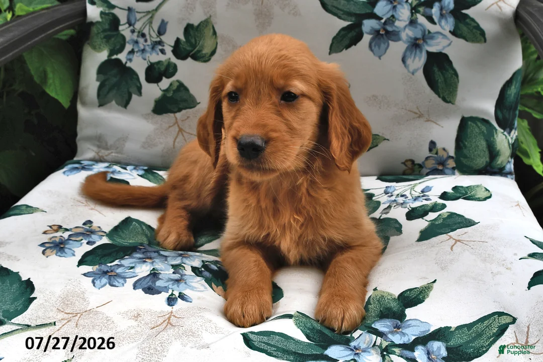 Golden Retriever dogs for sale: Jewel - Ad 2