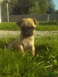 Pug dogs Rollo - Ad 41