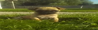 Rollo