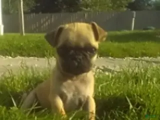Pug dogs Rollo - Ad 41