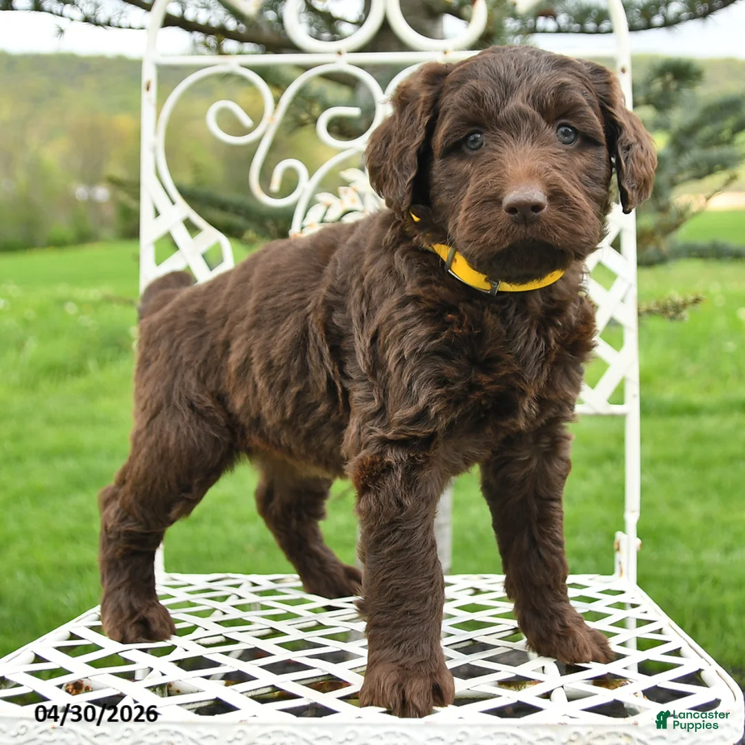 Labradoodle dogs for sale: Bethany - Ad 2
