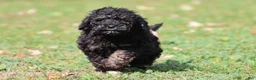 Mini Bernedoodle dogs for sale: Rosco - Ad 3