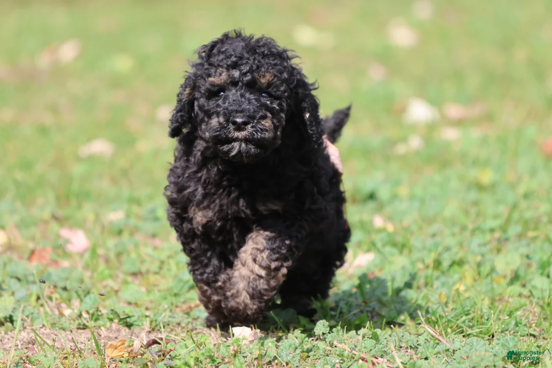Mini Bernedoodle dogs for sale: Rosco - Ad 3