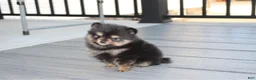 Pomeranian dogs for sale: Tilly - Ad 3