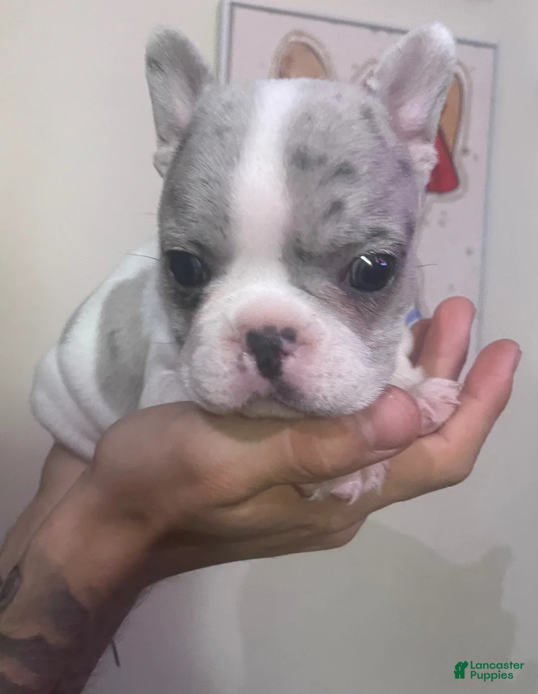 French Bulldog dogs for sale: French Bulldog Puppy 2 - Ad 2