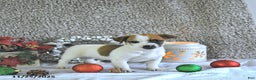 Jack Russell Terrier dogs for sale: Rocky - Ad 3