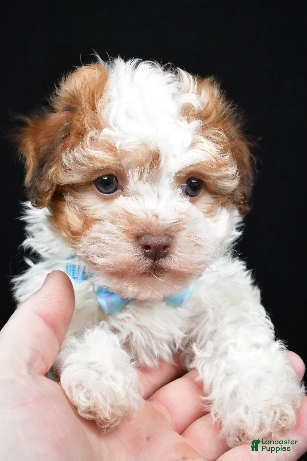 Havanese dogs for sale: Lance - Ad 7
