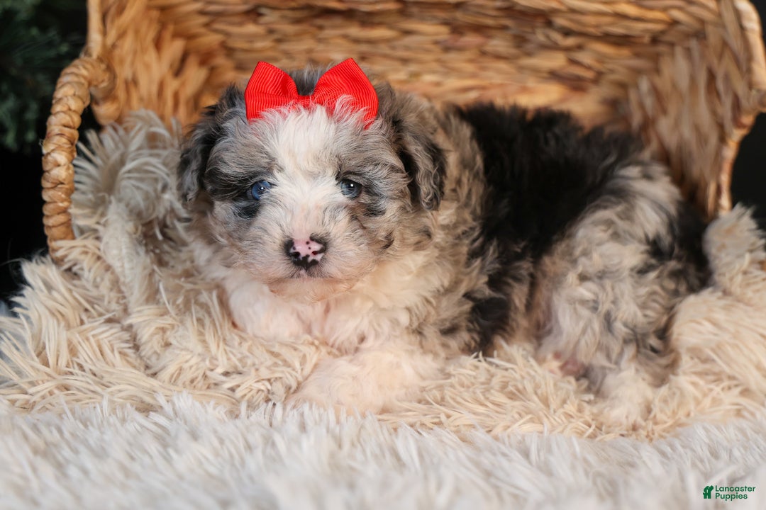 Mini Aussiedoodle dogs for sale: Gloria - Ad 6