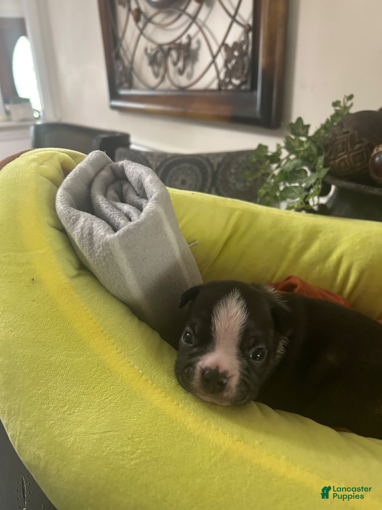 Boston Terrier dogs Boston Terrier 11 - Ad 29