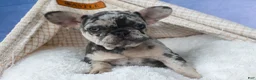 French Bulldog dogs for sale: 💗 Jovie - Ad 13
